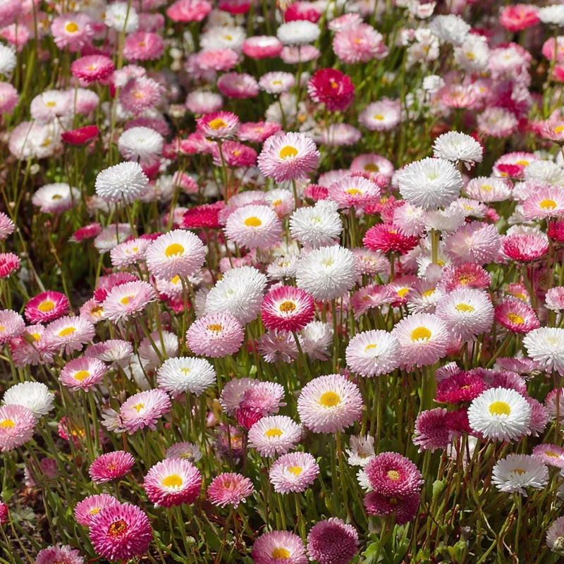 English Daisy Seeds – Bellis perennis Flower Seeds – 300 Count – Pollinator Friendly - Image 1