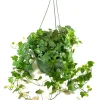 English Ivy Live Plant - 2 Plants, 4 Inch Pot, Hardy Green Climbing Houseplant - Image 1