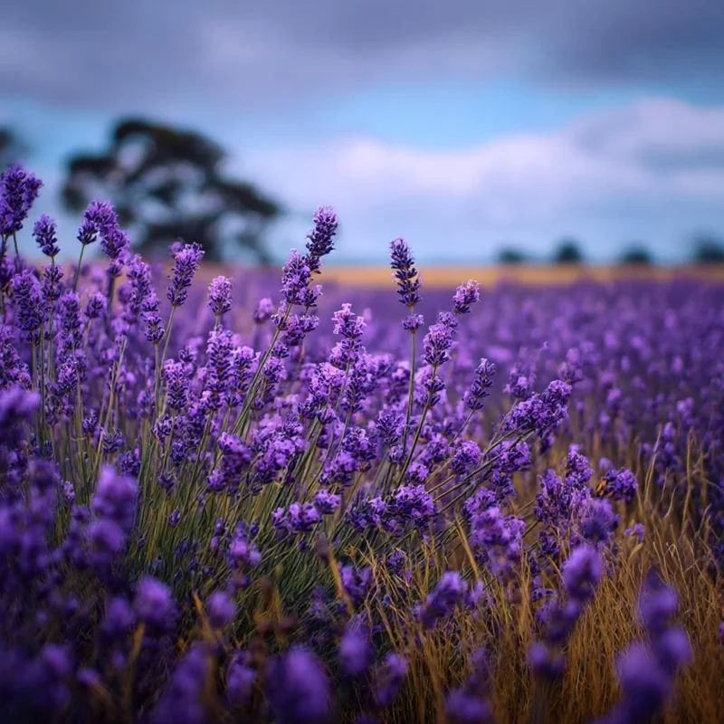 English Lavender Seeds - Vera Lavandula angustifolia - Fragrant Purple Flowers - 200+ Seeds - Image 1