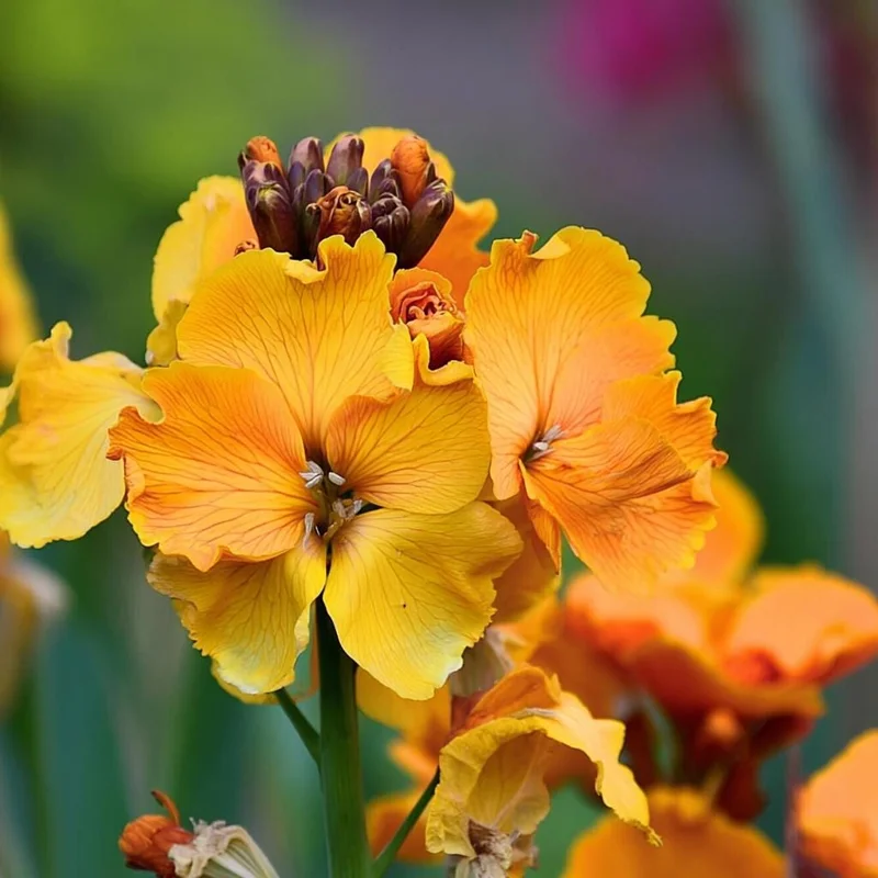 English Wallflower Seeds - Heirloom Cheiranthus cheiri, 300 Seeds, Garden & Borders - Image 2