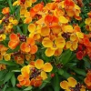 English Wallflower Seeds - Heirloom Cheiranthus cheiri, 300 Seeds, Garden & Borders - Image 1