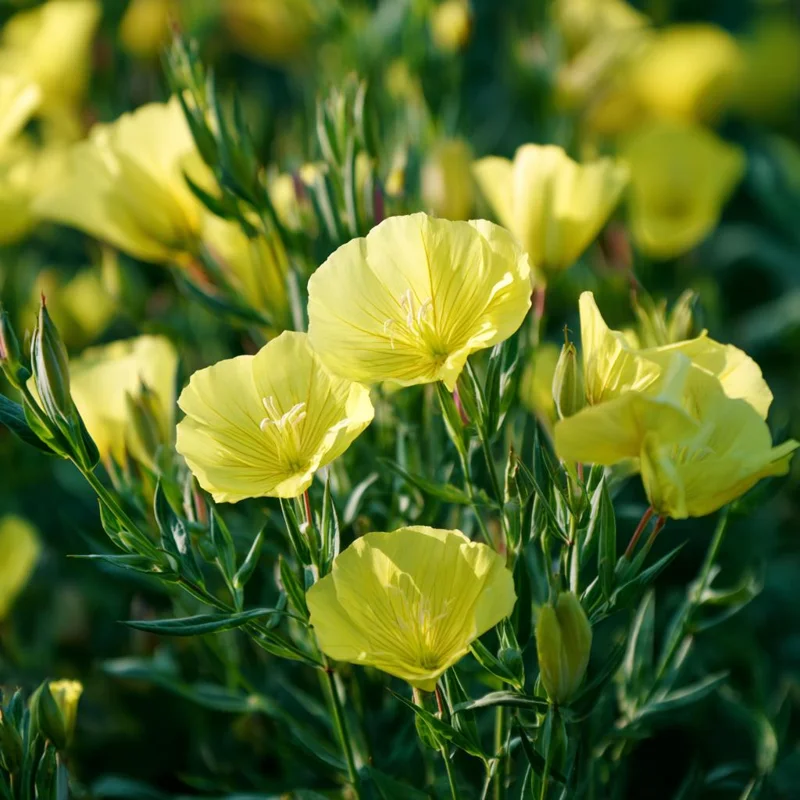 Evening Primrose Seeds 150 Count - Fragrant Yellow Blooms Oenothera Biennis - Image 2