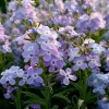 Evening Scented Stock Seeds – 2500 Fragrant White Blooms (Matthiola longipetala) - Image 1