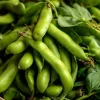 Fava Bean Seeds - 25 Seed Pack - Hardy, High-Yield Legumes for Gardens & Containers - Image 1
