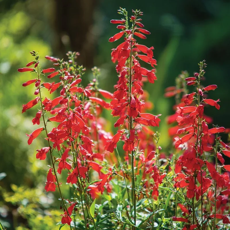 Firecracker Penstemon Seeds – 100 Seeds – Red Flowers for Pollinator Gardens - Image 1