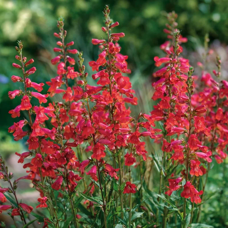Firecracker Penstemon Seeds – 100 Seeds – Red Flowers for Pollinator Gardens - Image 3