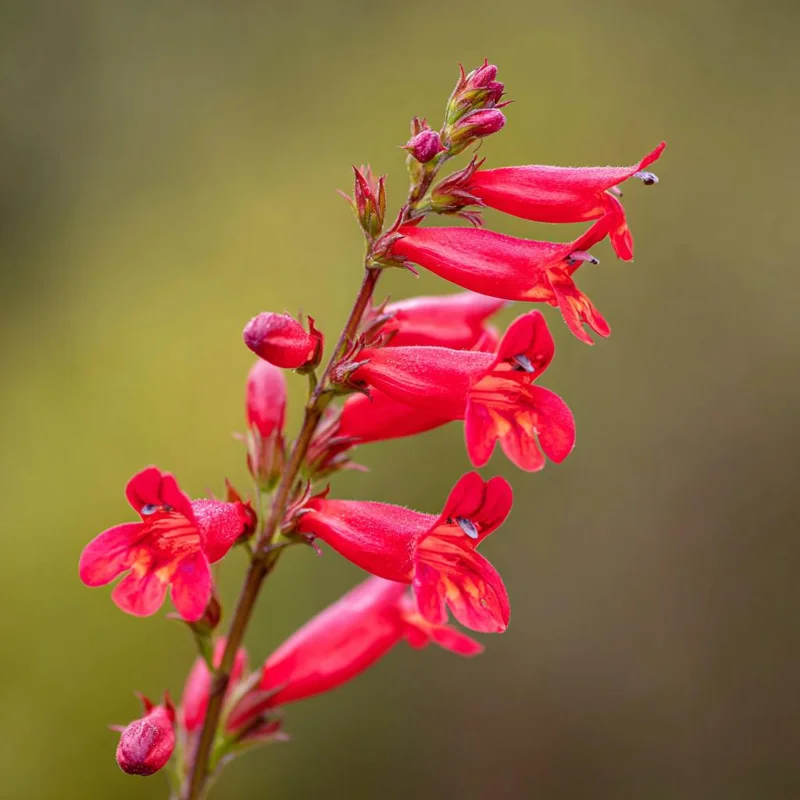 Firecracker Penstemon Seeds – 100 Seeds – Red Flowers for Pollinator Gardens - Image 4