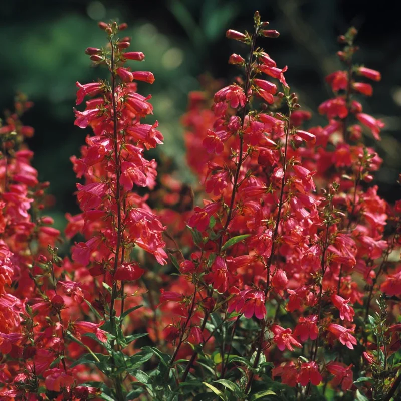 Firecracker Penstemon Seeds – 100 Seeds – Red Flowers for Pollinator Gardens - Image 5
