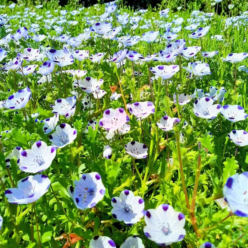 Five Spot Flower Seeds - 80 Nemophila maculata Seeds, Purple Spotted Blooms - Image 2