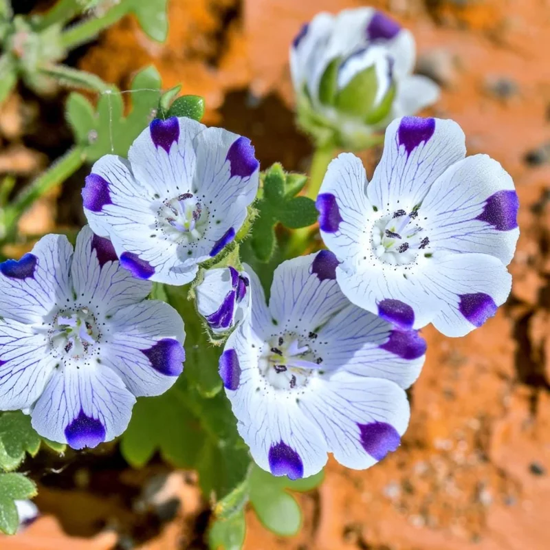 Five Spot Flower Seeds - 80 Nemophila maculata Seeds, Purple Spotted Blooms - Image 3