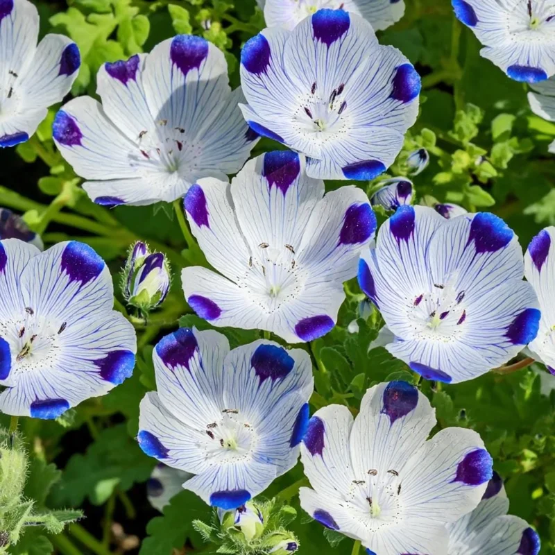 Five Spot Flower Seeds - 80 Nemophila maculata Seeds, Purple Spotted Blooms - Image 1