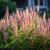 Flamingo Feather Celosia Seeds - Soft Pink Plume Flowers - 50 Seed Pack - Annual - Image 1