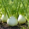Florence Fennel Seeds - 200 Heirloom Bulbing Finocchio Seeds, Aromatic Herb - Image 1