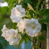 Fragrant Moon Vine Seeds – 15 Night Blooming White Flowers – Outdoor - Image 1