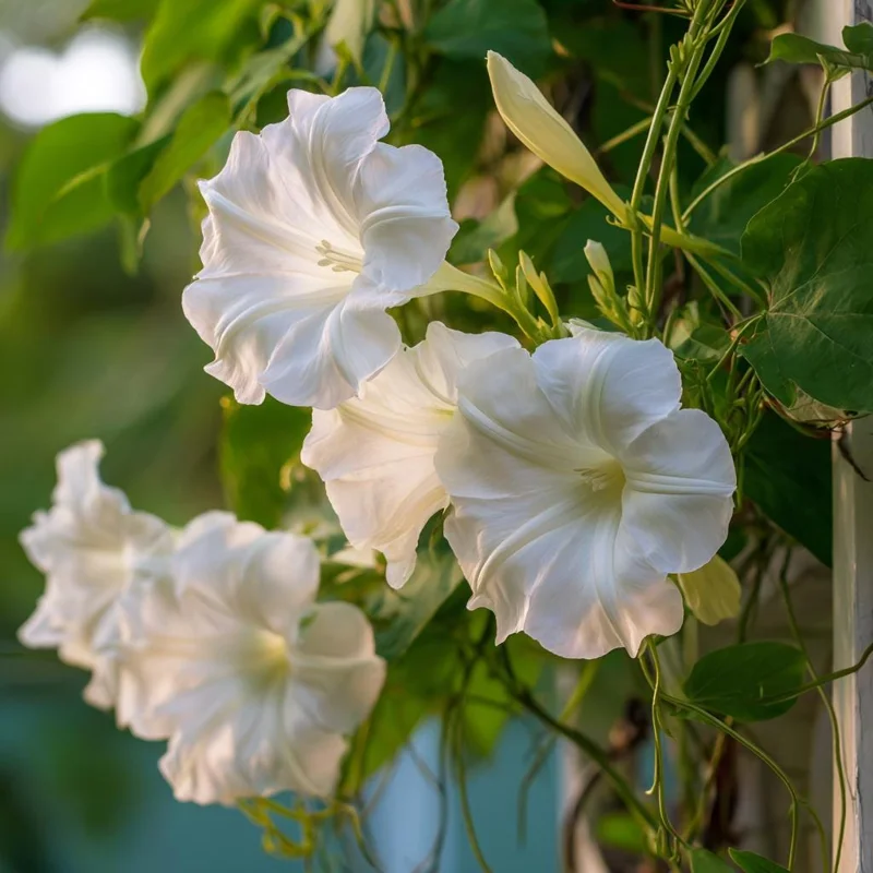 Fragrant Moon Vine Seeds – 15 Night Blooming White Flowers – Outdoor - Image 1