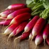 French Breakfast Radish Seeds - 250 Crisp Mild Heirloom Radish Seeds - Image 1
