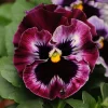 Frizzle Sizzle Raspberry Pansy Seeds - Ruffled Viola, 25 Seeds - Image 1