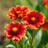 Gaillardia aristata Seeds – Blanket Flower – 200 Seeds – Red & Yellow Blooms – Outdoor Perennial - Image 1