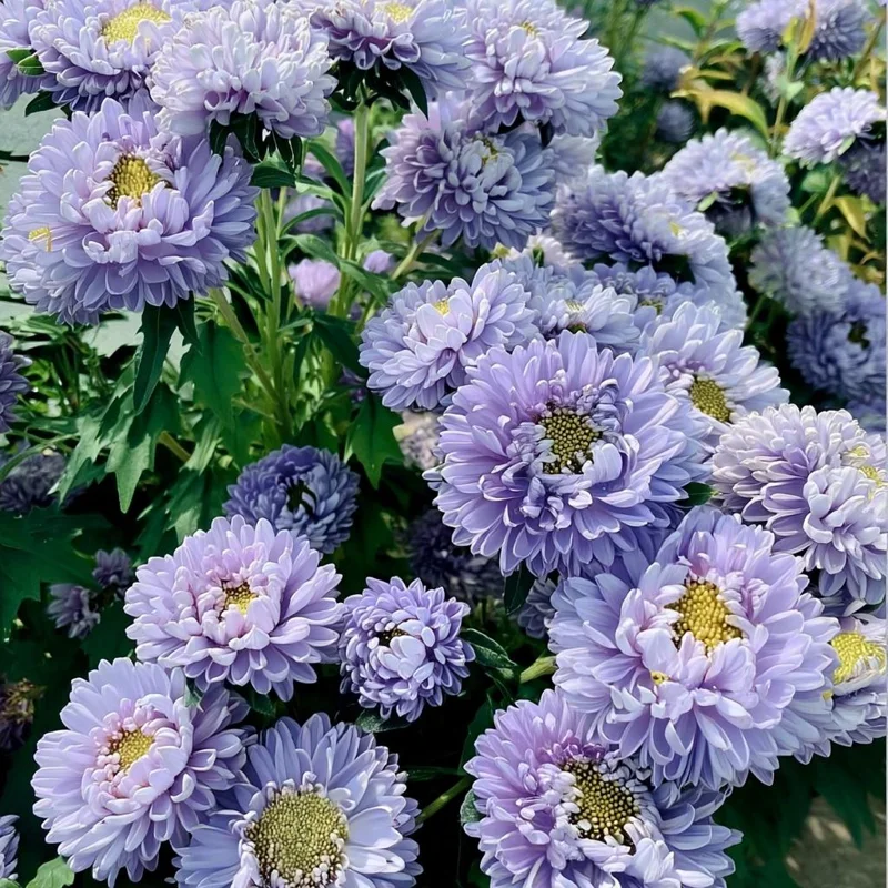 Gala Blue Aster Seeds - 25 Seeds - Rich Blue-Purple Blooms for Gardens & Cut Flowers - Image 2
