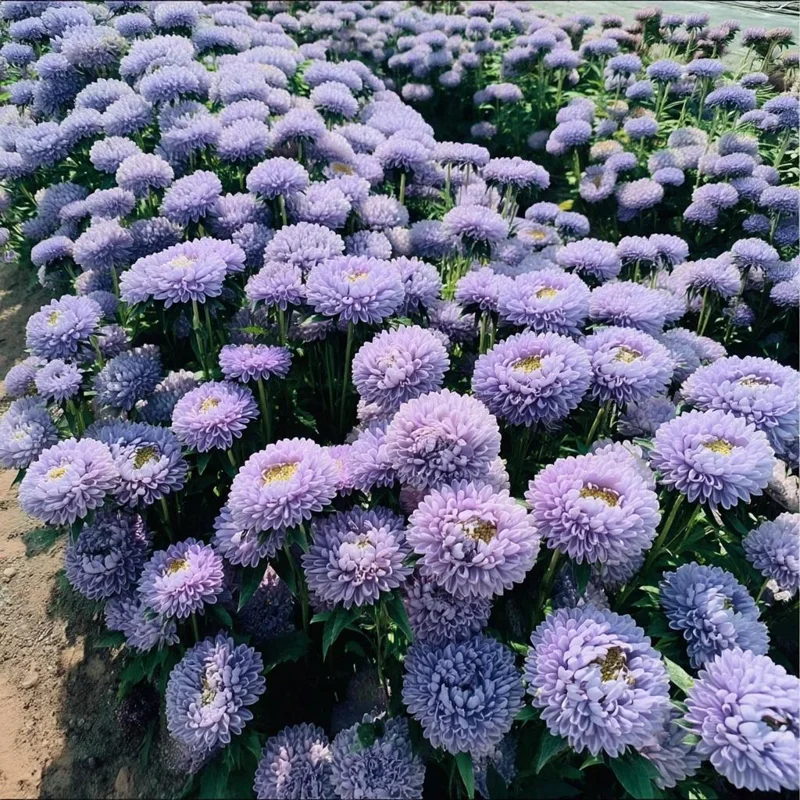 Gala Blue Aster Seeds - 25 Seeds - Rich Blue-Purple Blooms for Gardens & Cut Flowers - Image 1