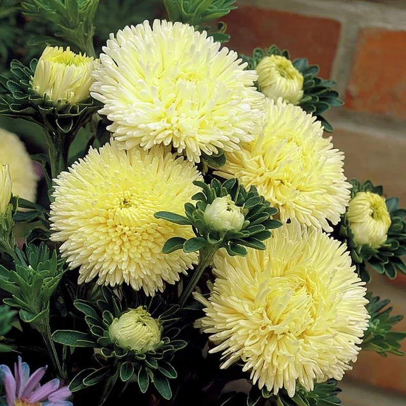 Gala Shiny Yellow Aster Seeds - Callistephus chinensis - 25 Seeds, Bright Yellow Annual Flowers - Image 2