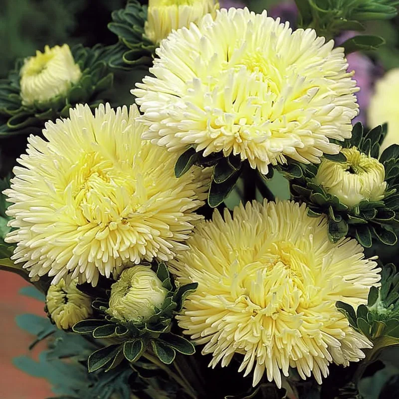 Gala Shiny Yellow Aster Seeds - Callistephus chinensis - 25 Seeds, Bright Yellow Annual Flowers - Image 1