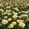 Garland Daisy Seeds - 500 Heirloom Chrysanthemum coronarium Seeds for Gardens - Image 1