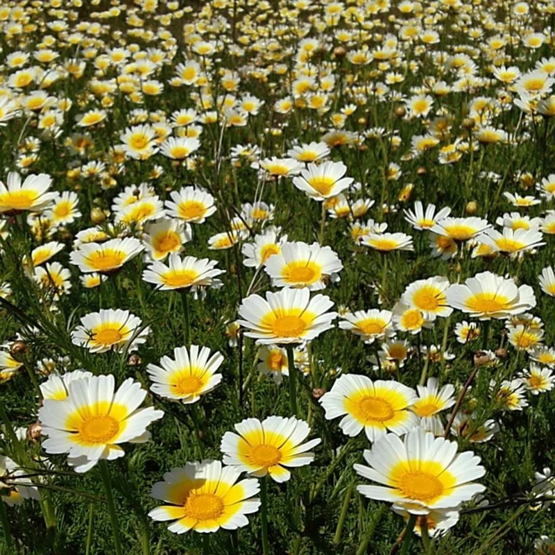 Garland Daisy Seeds - 500 Heirloom Chrysanthemum coronarium Seeds for Gardens - Image 1