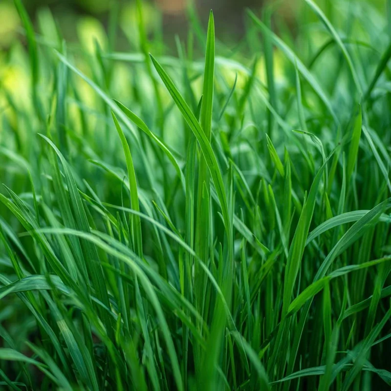 Garlic Chives Seeds – 200 Count Allium tuberosum Perennial Herb for Culinary & Garden Use - Image 2