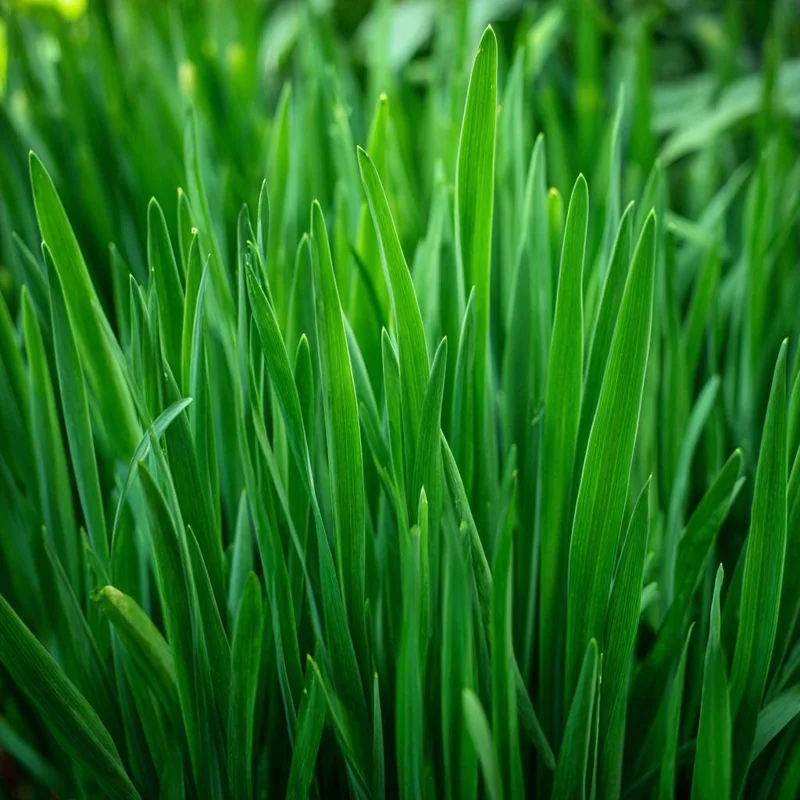 Garlic Chives Seeds – 200 Count Allium tuberosum Perennial Herb for Culinary & Garden Use - Image 1