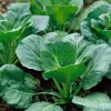 Georgia Southern Collard Seeds – Heirloom 200 Seed Pack – Tender Greens - Image 1
