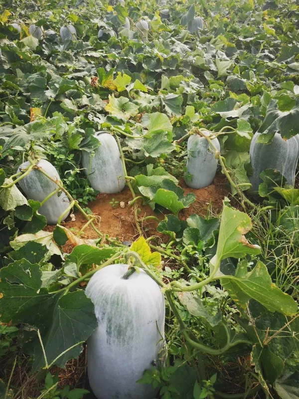 Giant Wax Gourd Seeds | 20 Seed Pack | Large Edible Vegetable for Cooking & Garden - Image 2