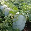 Giant Wax Gourd Seeds | 20 Seed Pack | Large Edible Vegetable for Cooking & Garden - Image 1