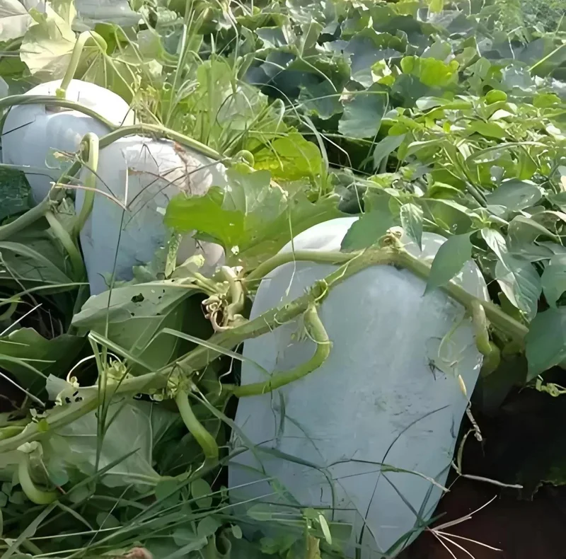 Giant Wax Gourd Seeds | 20 Seed Pack | Large Edible Vegetable for Cooking & Garden - Image 1