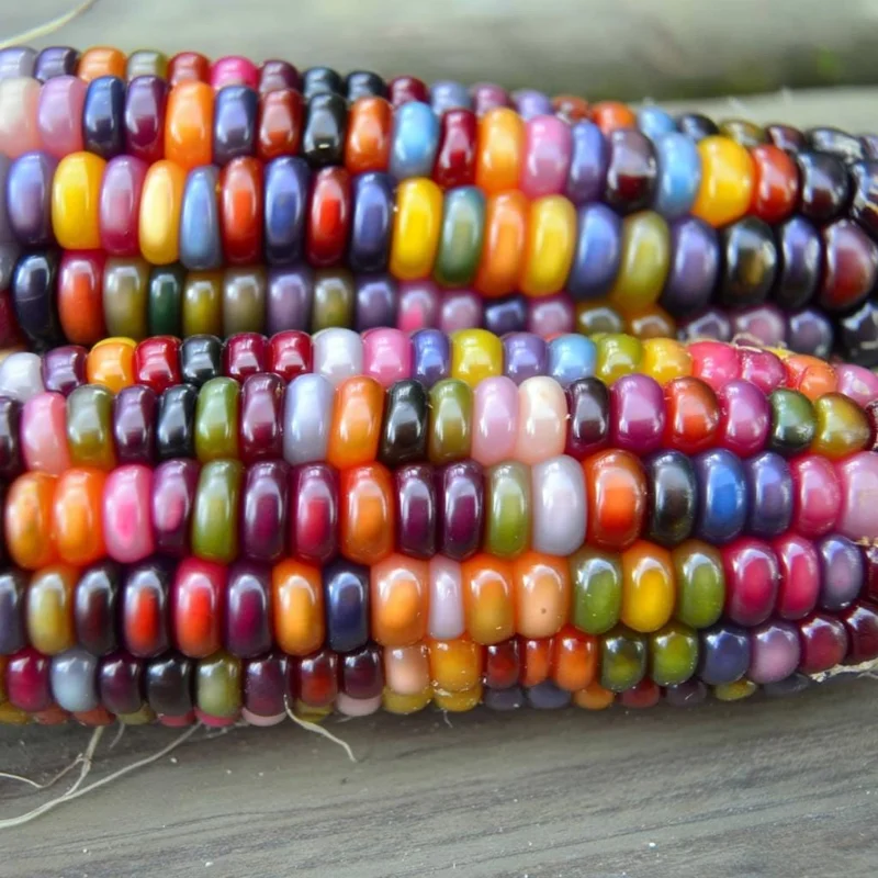 Glass Gem Corn Seeds – 25 Multicolored Heirloom Ornamental Corn Seeds - Image 3