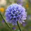 Globe Gilia Seeds – Sky-Blue Pollinator Wildflower (100 Seeds) – Outdoor Flower Seeds - Image 1