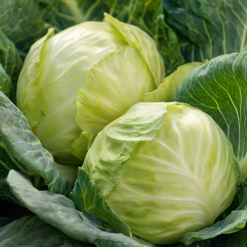 Golden Acre Cabbage Seeds – Heirloom Variety, Sweet & Crisp, 200 Seeds - Image 2