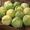 Golden Acre Cabbage Seeds – Heirloom Variety, Sweet & Crisp, 200 Seeds - Image 1