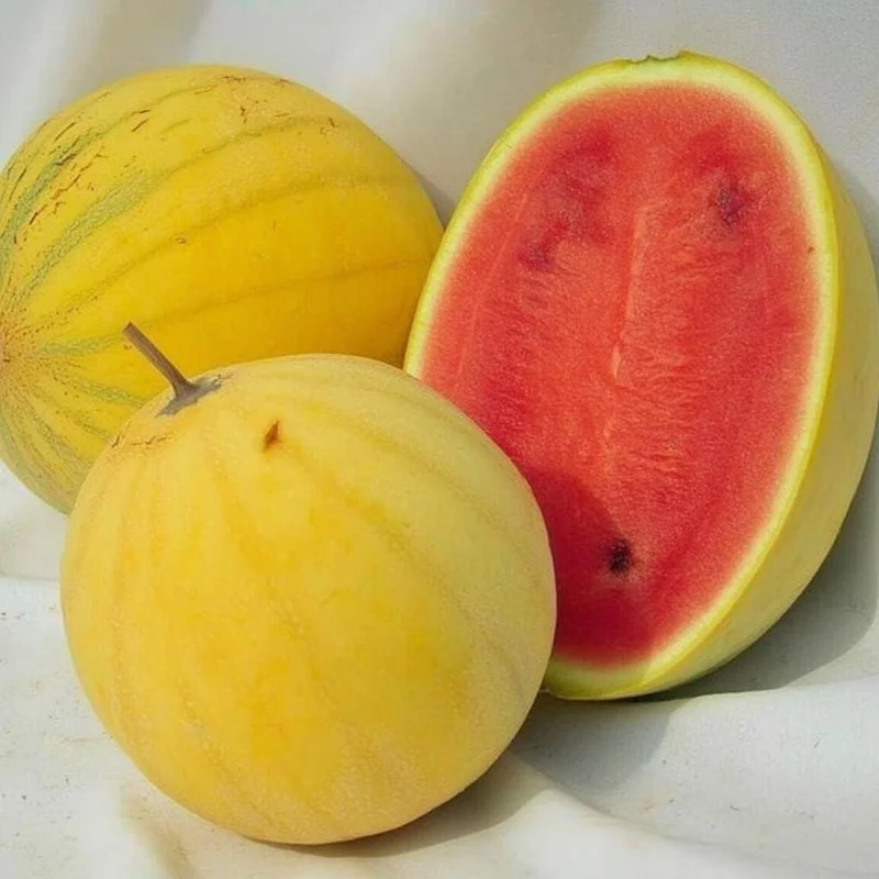 Golden Midget Watermelon Seeds - 10 Mini Sweet Melon Seeds for Gardens & Containers - Image 2