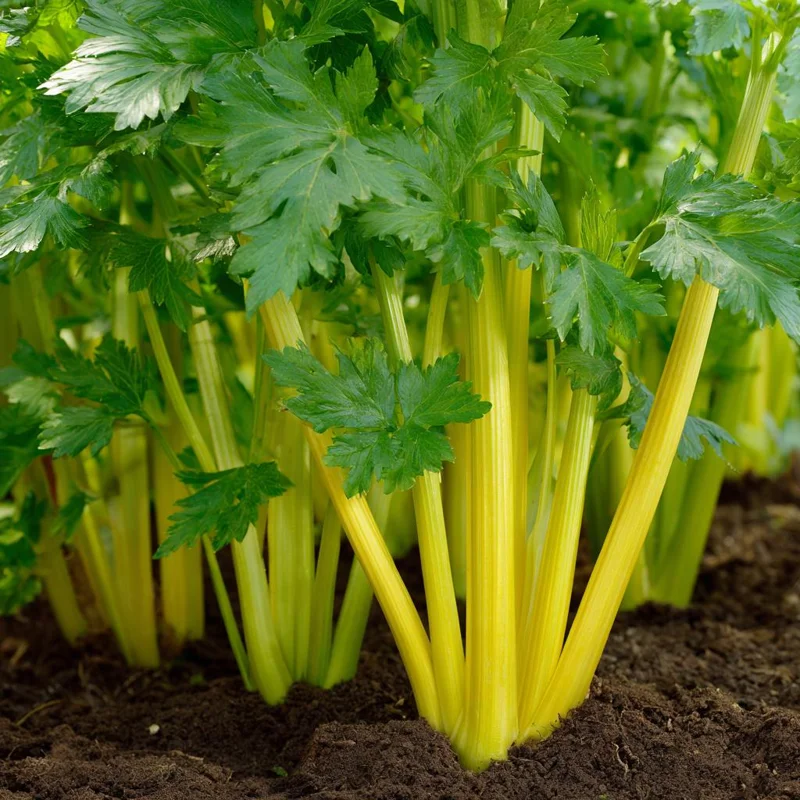 Golden Pascal Celery Seeds – 100 Heirloom Seeds – Easy-to-Grow Vegetable - Image 2