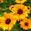 Golden Wave Tickseed Seeds - Coreopsis basalis Wildflower - 200 Seeds - Image 1