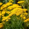Golden Yarrow Seeds - 500 Heirloom Achillea filipendulina for Pollinators - Image 1
