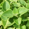 Green Cuban Oregano Live Plant, Mexican Mint, 4 Inch Pot, Perennial Herb - Image 1