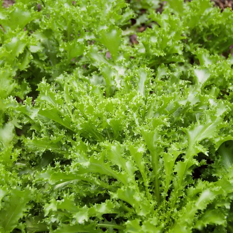 Green Curled Ruffec Endive Seeds - 200 Count - Crisp Leafy Greens for Salads - Image 2