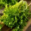Green Curled Ruffec Endive Seeds - 200 Count - Crisp Leafy Greens for Salads - Image 1