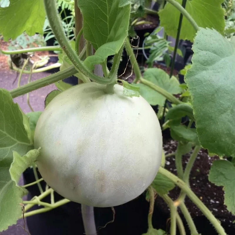 Green Flesh Honeydew Melon Seeds - 20 Count for Sweet, Juicy Melons - Image 4
