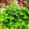 Green Swedish Ivy Live Plant - 2 Plants, 4 Inch Pot, Indoor/Outdoor Trailing - Image 1