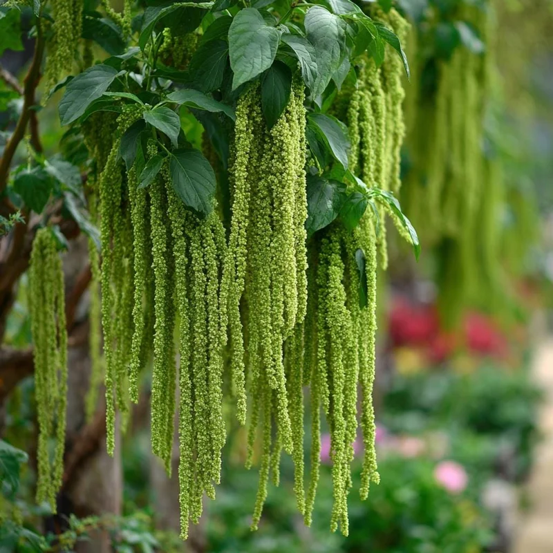 Green Tails Amaranth Seeds - 250 Seeds - Cascading Green Blooms for Garden & Cut Flowers - Image 2