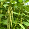Green Tails Amaranth Seeds - 250 Seeds - Cascading Green Blooms for Garden & Cut Flowers - Image 1