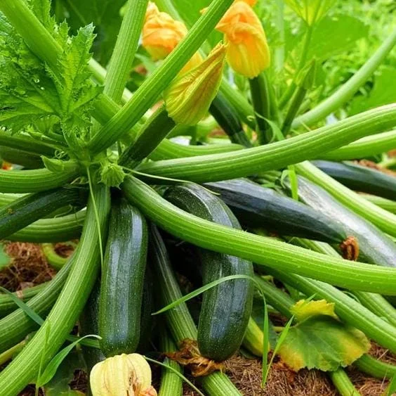 Green Zucchini Live Plant - Summer Squash for Garden - 3-5 Inch Tall in 4 Inch Pot - Image 2